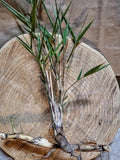 Giant River Cane Bamboo Starter Plant - 4-6 Inch Bare Root Rhizome Arundinaria gigantea, Hardy Clumping Bamboo
