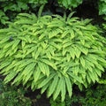 Northern Maidenhair Fern Bare-root - Adiantum pedatum - Shady Garden Plant