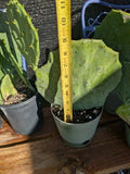 Live Rooted Opuntia Gomei 'Old Mexico' Prickly Pear Cactus - Drought-Tolerant Succulent Plant