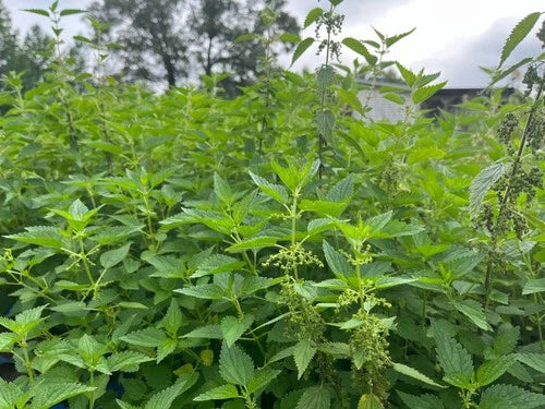 Live Stinging Nettle Roots - 3 Bare-Root Urtica dioica Organic Medicinal Herbs for Planting