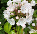 White Mountain Laurel Bare Root Plant - Kalmia latifolia - Hardy Shrub with White Flowers