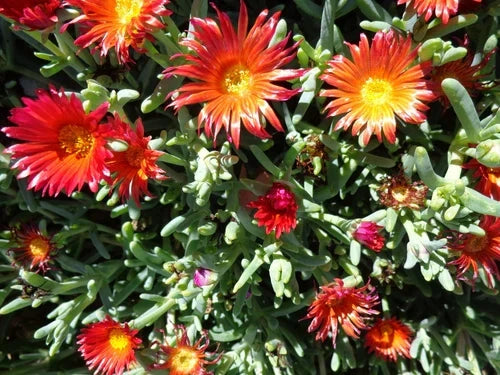 Ruby Ice Plant Cuttings, 6" Delosperma cooperi, Hardy Ground Cover Succulent, Purple to Ruby Flowers, Easy to Grow