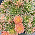 Rare Variegated Aeonium Cream Tea Succulent Cutting - Indoor Plant, Green, Pink, Variegated, Aeonium spp.