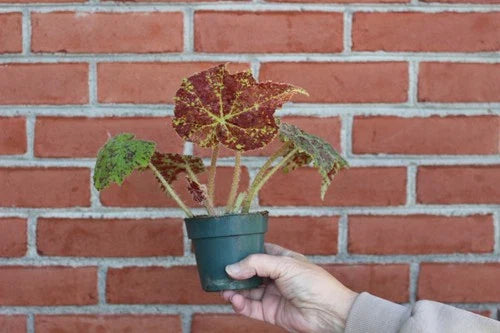 Begonia Marmaduke Live Plant - Rooted Houseplant with Bright Green and Burgundy Foliage - Begonia spp.