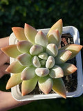 Rare Succulent Pachyphytum Moon Silver 2.75-Inch Live Plant with Powdery Pastel Foliage