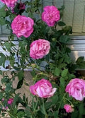 Climbing Rose Plant 10" Pot Old Blush Pink Fragrant Rosa 'Old Blush' Garden Flowering