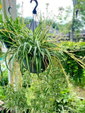 Rooted Spider Plant Set of 6, White Green Variegated Indoor Outdoor Perennial, Chlorophytum comosum