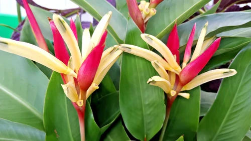 Potted Parrot's Beak Plant - Heliconia Psittacorum - Vibrant Red and Yellow Flowers - Tropical Live Plant
