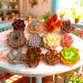 Echeveria Succulents Live Plant Combo – 12 Varieties Bare Root Cuttings for Propagation, Indoor & Outdoor Decor