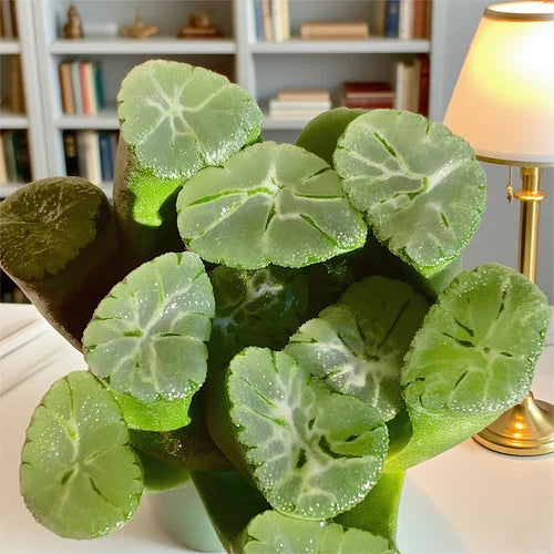 Rare Succulent Plant - 1.8" Haworthia Maughanii Bare Root - Unique Succulent for Home and Office Decor