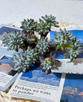 Dudleya gnoma S.W.McCabe Rare Succulent Plant Bare Root Mini Gnome Plant for Collectors & Mini Gardens