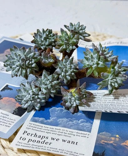 Dudleya gnoma S.W.McCabe Rare Succulent Plant Bare Root Mini Gnome Plant for Collectors & Mini Gardens