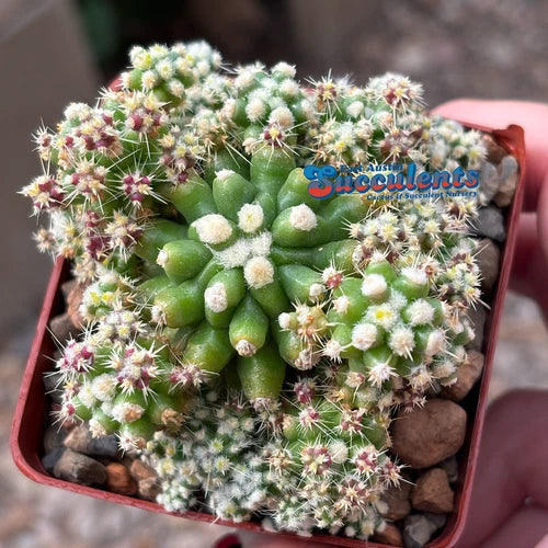 Live Rooted Cactus - Variegated Echinocactus grusonii Monstrose - Unique Golden Barrel Indoor Plant