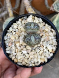 Conophytum Minimum 'Wittebergense' Rare Succulent - 2” Bare Roots, Two-Headed Plant, Small Clumping Cactus, Indoor or Outdoor