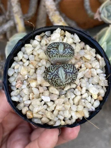 Conophytum Minimum 'Wittebergense' Rare Succulent - 2” Bare Roots, Two-Headed Plant, Small Clumping Cactus, Indoor or Outdoor