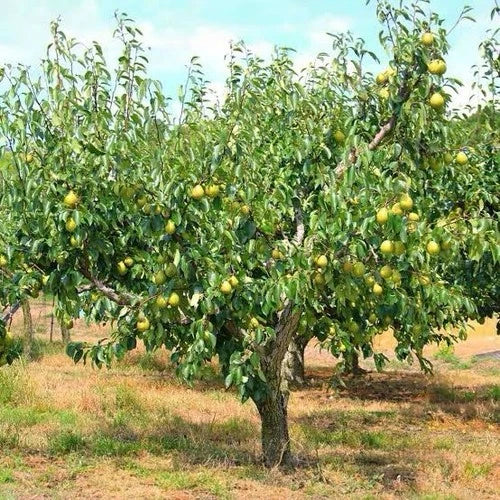 Kieffer Pear Tree Bare Root 2-3ft Self-Fertile Fruit Tree Pyrus communis Sweet Juicy Pears