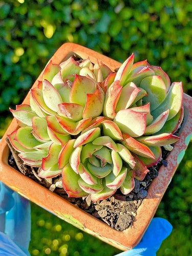 Rare Succulent Echeveria pulidonis Live Plant - 3.5-Inch 4-Head Silvery-Green Leaves with Red Edges