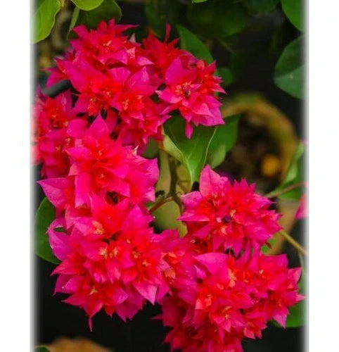 Double Red Bougainvillea Live Starter Plant - Well Rooted Bougainvillea glabra in Pot, Rare HTF, Full Sun, Easy to Grow
