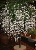 Bridal Veil Plant Starter - Clerodendrum Wallichii with White Blooms for Hummingbirds & Butterflies