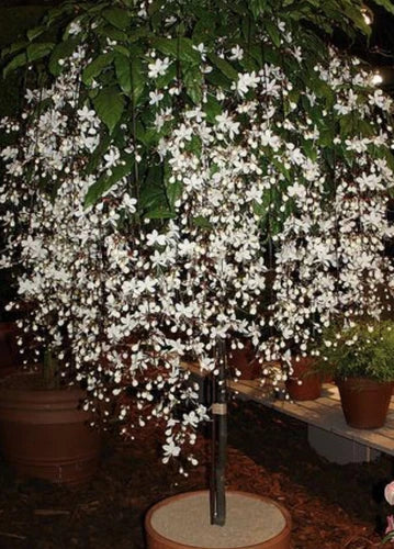 Bridal Veil Plant Starter - Clerodendrum Wallichii with White Blooms for Hummingbirds & Butterflies