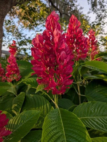 Brazilian Red Cloak Cuttings 6 Pack | Megaskepasma erythrochlamys Tropical Plant for Garden & Patio