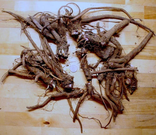 Live Russian Comfrey Plant Crowns - Symphytum Peregrinum, Organic, Drought Resistant, Bocking #4, 2.5 lbs