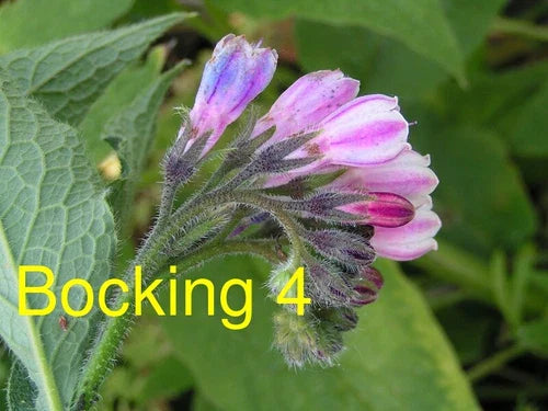 Russian Comfrey Live Root Cutting - Bocking 4 Cultivar - Symphytum × uplandicum - Organic Fertilizer Plant