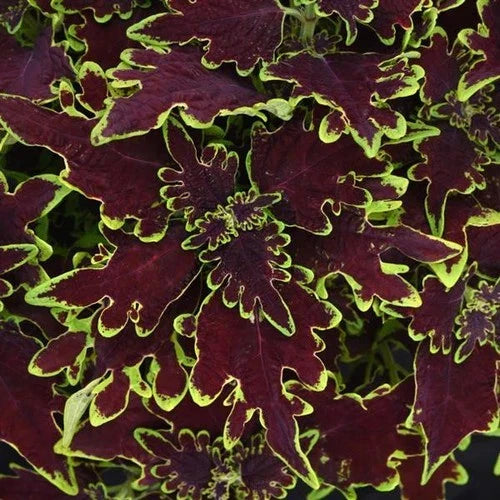 Coleus Live Plant 4" Cutting Limewire Variegated Burgundy - Coleus blumei for Sun & Shade