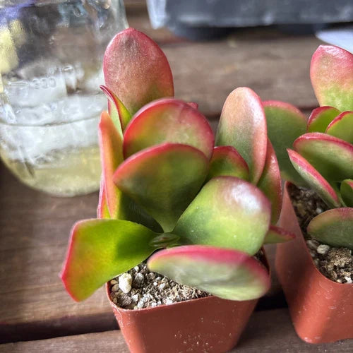 Red Akai Jade Succulent Plant - Rooted Crassula Ovata Indoor/Outdoor Drought-Resistant Garden Addition