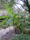 Musa Basjoo Banana Tree Live Plant - 5-6 Inch Tropical Foliage - Cold Hardy Musa basjoo for Garden & Patio