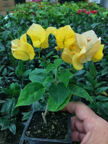 Bougainvillea Plant - California Gold - Drought Tolerant Flowering Vine - Bougainvillea glabra