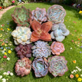 Mixed Succulent Plants Assortment 12 pcs - Bare Root Soilless Variety for Home Decor and DIY