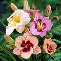 Daylily Roots Mix - 10 Bareroots, Colorful Summer Flowers, Hemerocallis spp., Full Sun Garden Plants