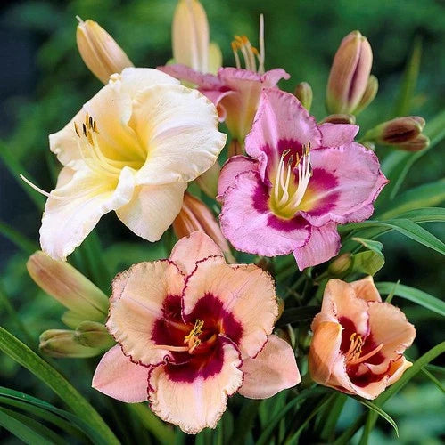 Daylily Roots Mix - 10 Bareroots, Colorful Summer Flowers, Hemerocallis spp., Full Sun Garden Plants