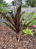 2 Bare Root Queen Emma Purple Crinum Lily Plants - Crinum x herbertii - 6-8" Long