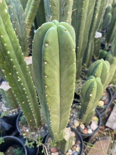 Echinopsis Cactus Cutting 16in Live Plant 'Scop X Bertha' Echinopsis spp.