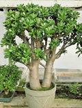 Crassula Ovata Succulent Plant in 2-Inch Pot | Low Maintenance Jade Indoor Houseplant | Live Green Decor