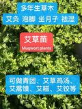 Bare-Root Mugwort Plants | Artemisia Argyi | Silvery Wormwood Herb for Culinary & Medicinal Use