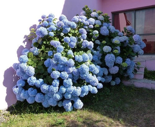 Blue Hydrangea Shrubs 2-Pack | Reblooming Hydrangea macrophylla | Hardy Zones 4-9