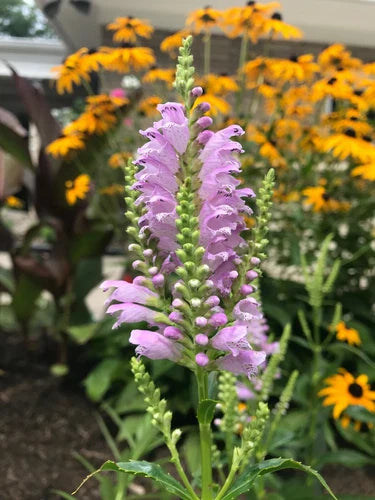10 Live Obedient Plants Bare Roots - Organically Grown Perennial with Lavender Flowers