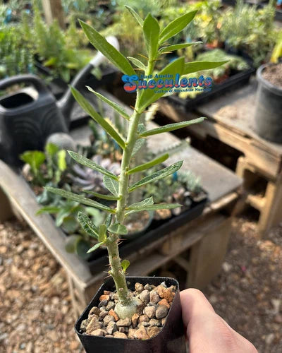 Pachypodium bispinosum Succulent Live Rooted Plant - Exotic Madagascar Palm in 2.25" Container or Bare Root