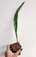 Rooted Aspidistra elatior Milky Wax Cast Iron Plant - Low Light Indoor Houseplant, Easy Care, Durable, Glossy Leaves