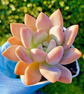 Graptoveria Opalina Succulent 2.75-Inch Live Plant, Rare Echeveria Hybrid for Home Decor & Gifts