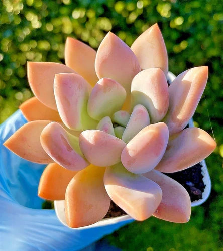 Graptoveria Opalina Succulent 2.75-Inch Live Plant, Rare Echeveria Hybrid for Home Decor & Gifts