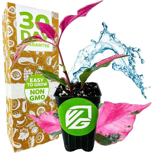 Alternanthera Party Time Live Plant – 3-8 Inch Joseph's Coat with Bright Pink Foliage – Alternanthera spp.