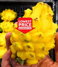 Yellow Dragon Fruit Live Plant - 2 Rooted Hylocereus megalanthus Cuttings