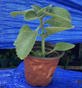 Organic Cuban Oregano Plant (4-6 Inches) - Plectranthus amboinicus Aromatic Culinary Herb