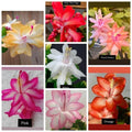Christmas Cactus Cuttings Pack – 7 Vibrant Colors, Schlumbergera spp., Propagation, Indoor Plant, Holiday Gift