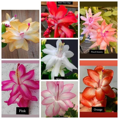 Christmas Cactus Cuttings Pack – 7 Vibrant Colors, Schlumbergera spp., Propagation, Indoor Plant, Holiday Gift