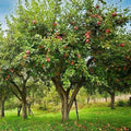 Honey Crisp Apple Tree 1-2ft Live Plant | Sweet Tart Flavor | Malus domestica for Midwest Gardens